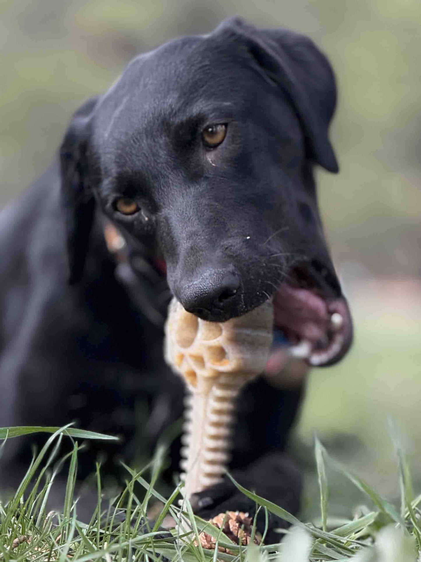 Black dog chewing Honey Bone Dental Flower Tower indestructible nylon chew toy outdoors