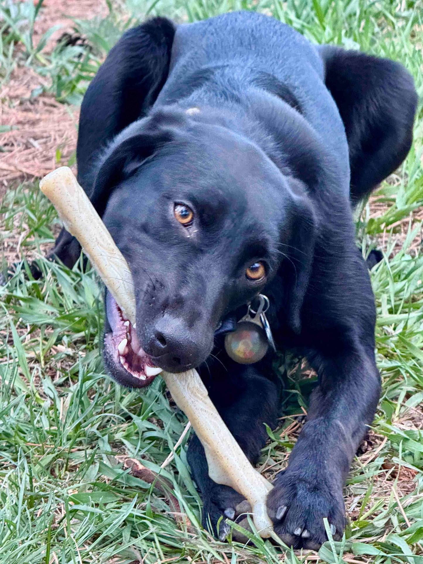 Black dog chewing on durable nylon chew stick outdoors on grass