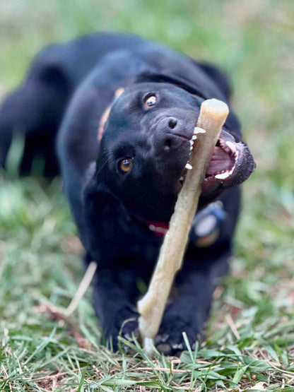 Black dog chewing on a durable nylon chew stick in grass, designed for power chewers and dental health