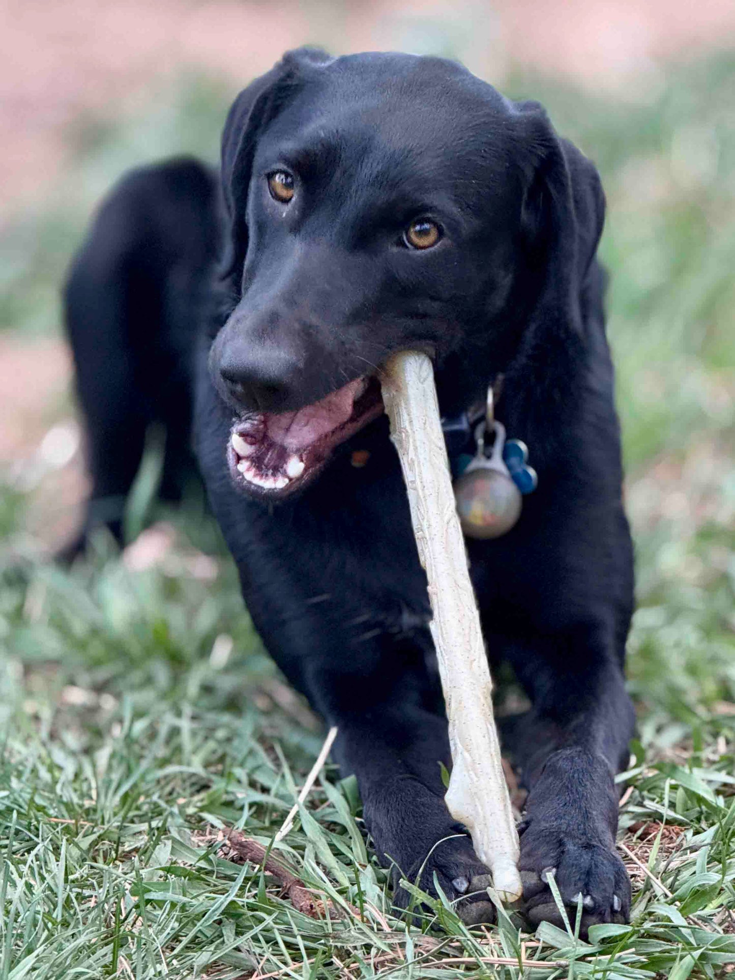 Black dog chewing on a durable nylon chew stick outdoors on grass