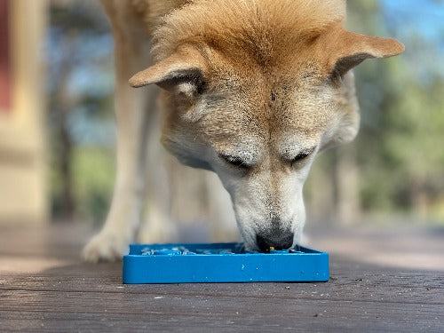 Dog eating from blue Waiting Dogs Design eTray shallow slow feeder bowl for enrichment