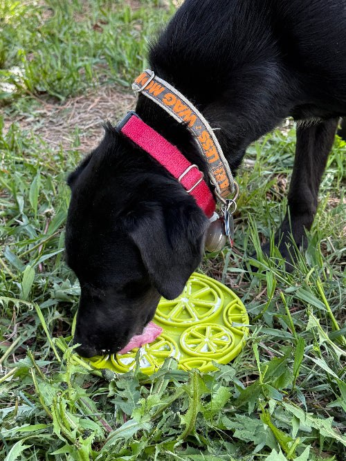 Black dog licking a citrus design enrichment lick mat on grass outdoors