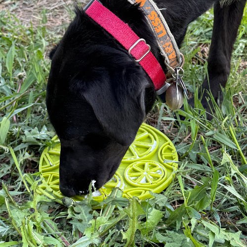 Black dog licking from a green citrus design enrichment lick mat placed on grass outdoors