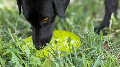 Dog using citrus design enrichment lick mat with suction cups outdoors on grass