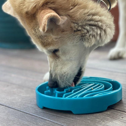 Dog eating from blue Baja Design shallow slow feeder bowl with raised ridges for enrichment and slow feeding