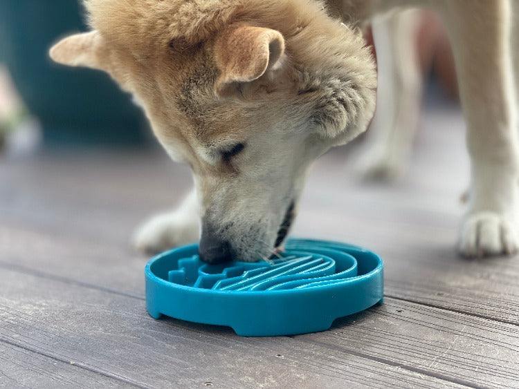 Dog eating from blue shallow slow feeder bowl with Baja design ridges for enrichment and slow feeding