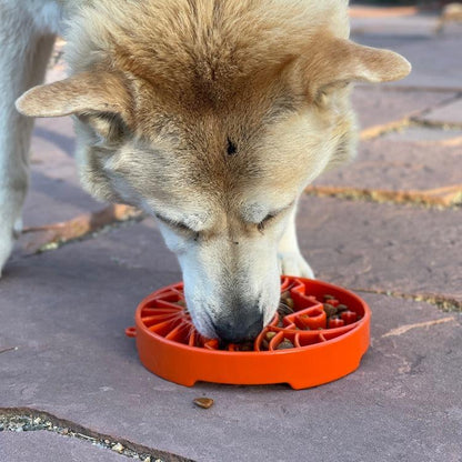 Dog eating from a burnt orange Sun and Moon Design shallow slow feeder bowl with raised ridges for enrichment and slower eating