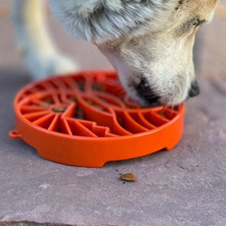 Dog eating from orange Sun and Moon Design shallow slow feeder bowl with raised ridges for mental enrichment and digestion support
