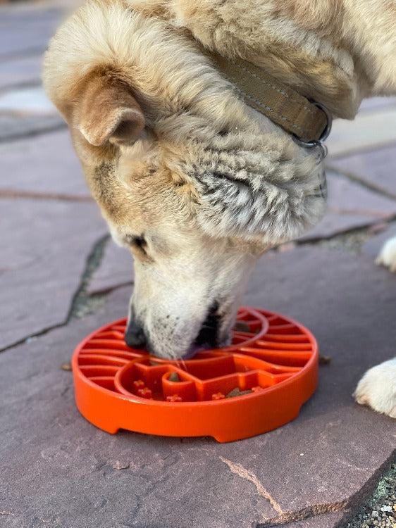 Dog eating from a burnt orange Sun and Moon Design shallow slow feeder dog bowl on a stone surface