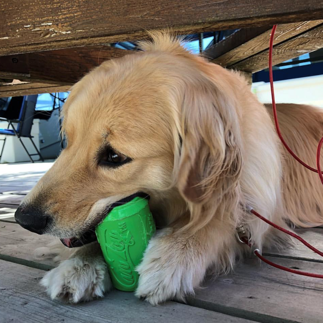 Golden retriever chewing green Can Toy eDispenser durable rubber chew toy and treat dispenser on wooden floor