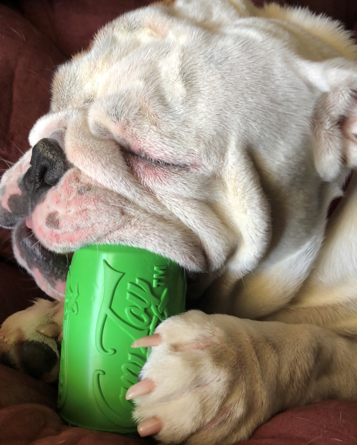 Bulldog chewing on green Can Toy eDispenser durable rubber chew toy and treat dispenser
