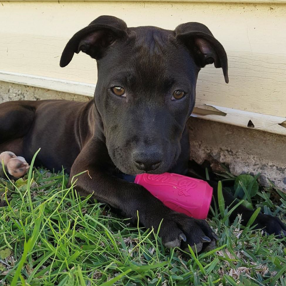 Black puppy chewing pink Puppy Can Toy treat dispenser in grass