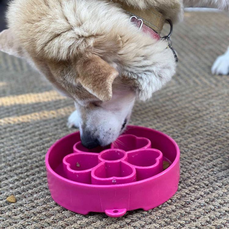 Dog eating from pink Flower eBowl deep slow feeder dog bowl for healthier eating and enrichment