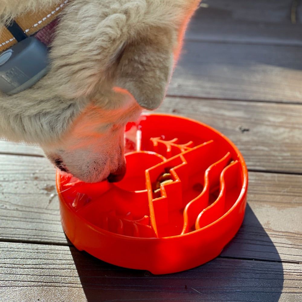 Dog eating from orange Great Outdoors slow feeder dog bowl with raised ridges on wooden floor