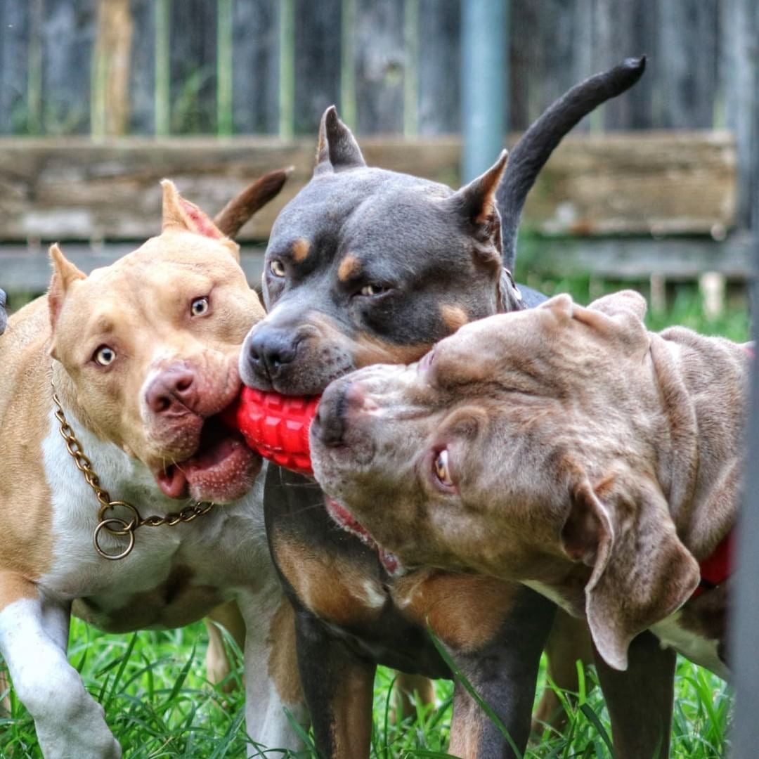 Three dogs chewing on a red and blue grenade shaped eDispenser durable dog chew toy and treat dispenser outdoors on grass