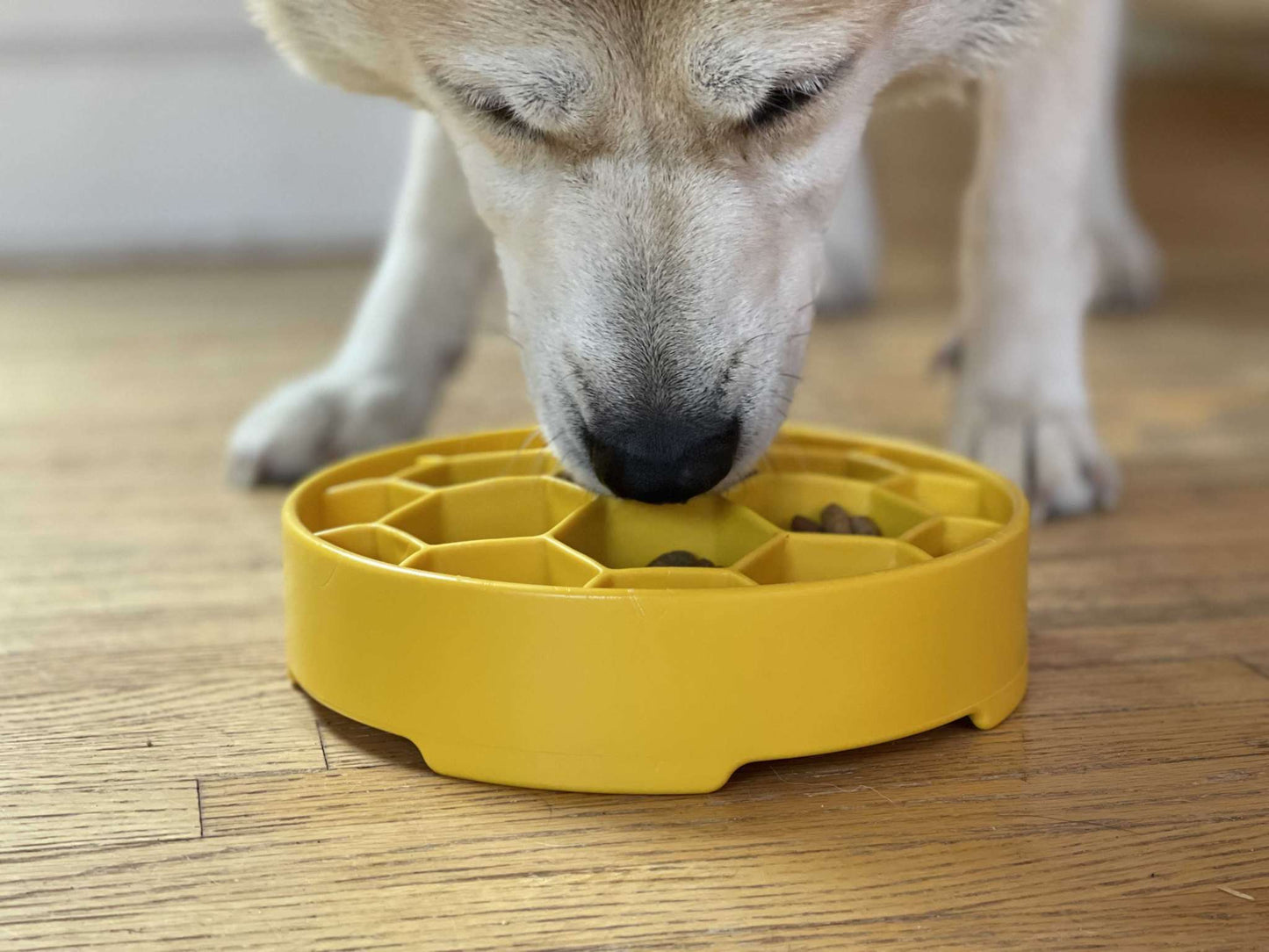 Dog eating from yellow Honeycomb eBowl slow feeder dog bowl with honeycomb design for mental enrichment