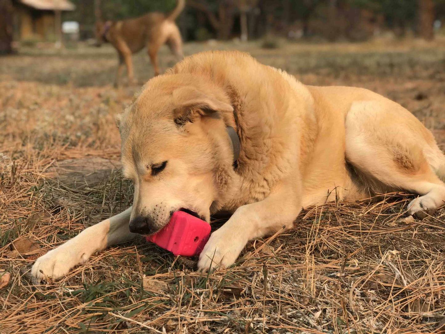 Dog chewing on a pink durable Surf's Up Retro Van Durable Chew Toy - Long-Lasting Treat Dispenser for Dogs