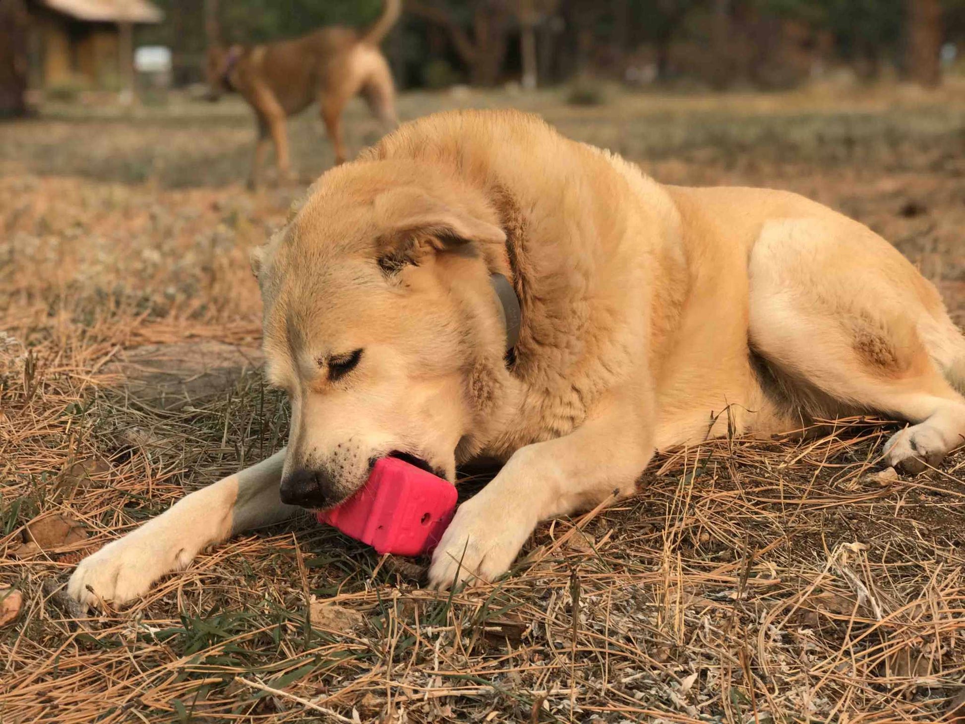 Dog chewing on a pink durable Surf's Up Retro Van Durable Chew Toy - Long-Lasting Treat Dispenser for Dogs