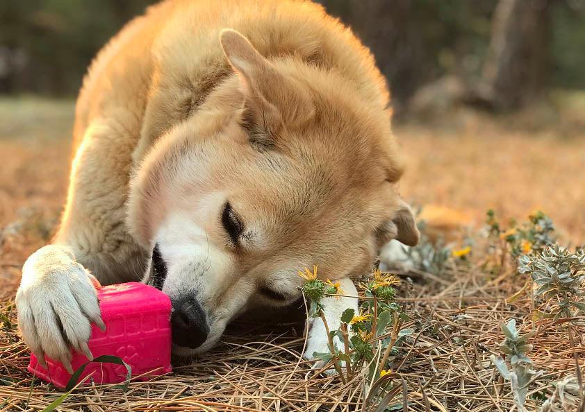 Dog chewing on Retro Van Durable Chew Toy - Long-Lasting Treat Dispenser for Dogs