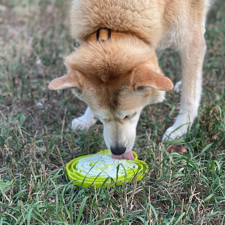 Dog licking from green Water Frog eTray slow feeder bowl on grass outdoors