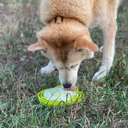 Dog licking from green Water Frog eTray slow feeder bowl on grass outdoors