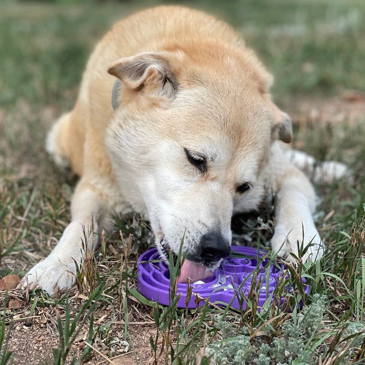 Dog eating from a purple Water Frog eTray slow feeder enrichment bowl outdoors