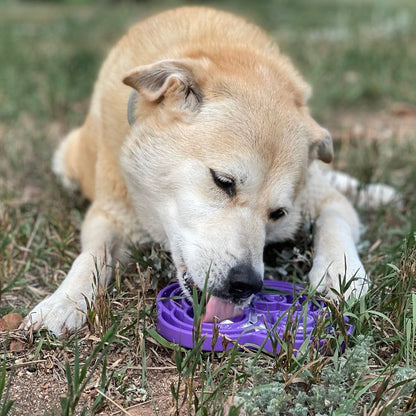 Dog eating from a purple Water Frog eTray slow feeder enrichment bowl outdoors