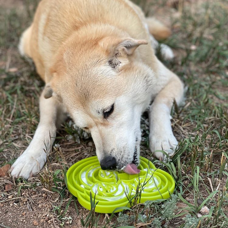 Dog eating from green Water Frog eTray slow feeder bowl outdoors on grass
