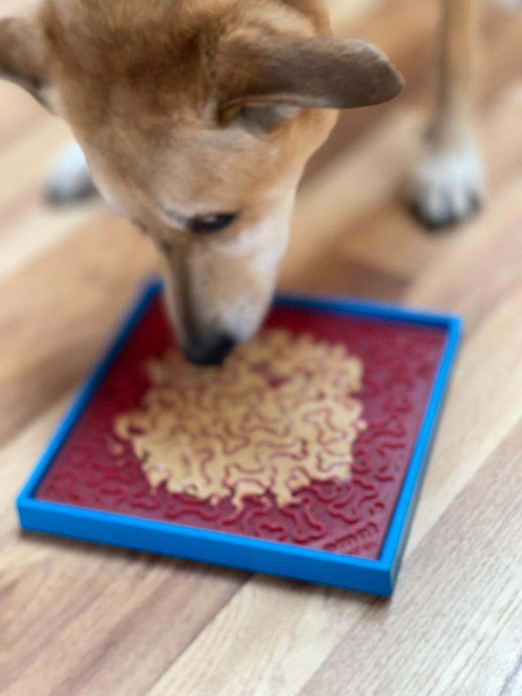 Dog eating from a SodaPup eMat held securely by Hold 'em Suction Cup Holder on wooden floor