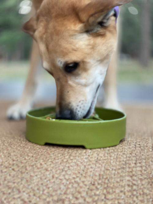Dog eating from green Pine Tree Christmas eBowl slow feeder dog bowl on textured surface