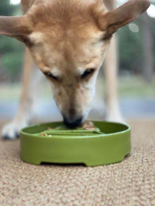 Dog eating from green Pine Tree Christmas eBowl slow feeder bowl for enrichment