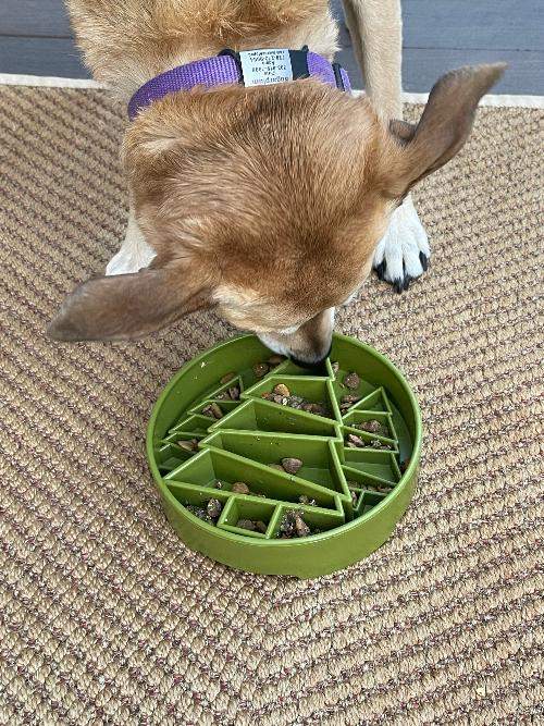 Dog eating from green Pine Tree Christmas eBowl slow feeder dog bowl with festive tree design on carpet