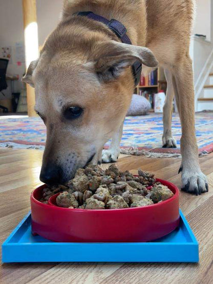 Dog eating from a red bowl secured on a blue Hold 'em suction cup holder on a wooden floor