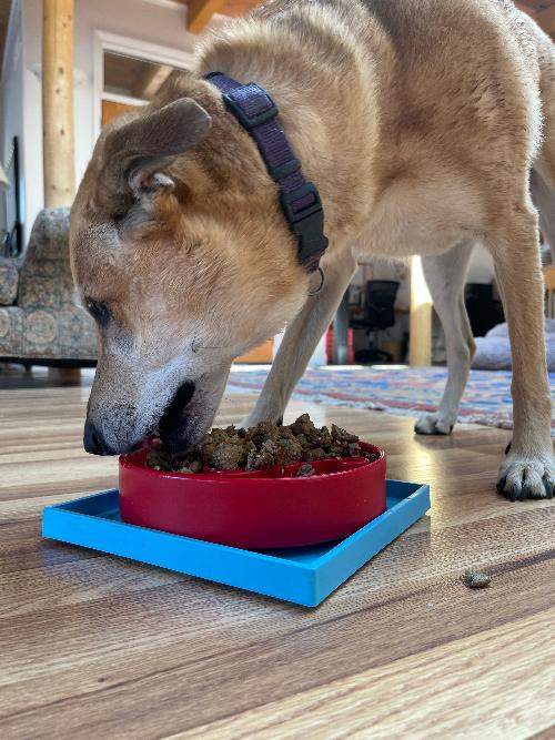 Dog eating from a red bowl secured in a blue Hold 'em suction cup holder on a wooden floor