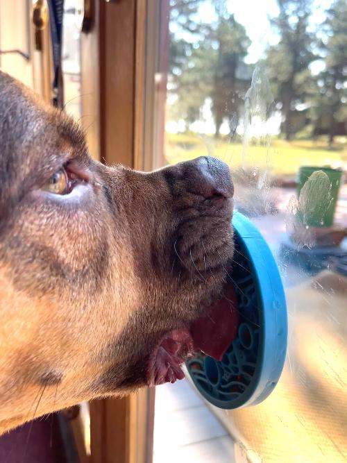Dog licking Turtle eMat-Mini lick mat with suction cup on glass window for enrichment and anxiety relief