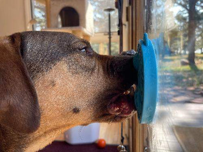 Dog licking Turtle eMat-Mini with suction cups attached to window for enrichment and anxiety relief