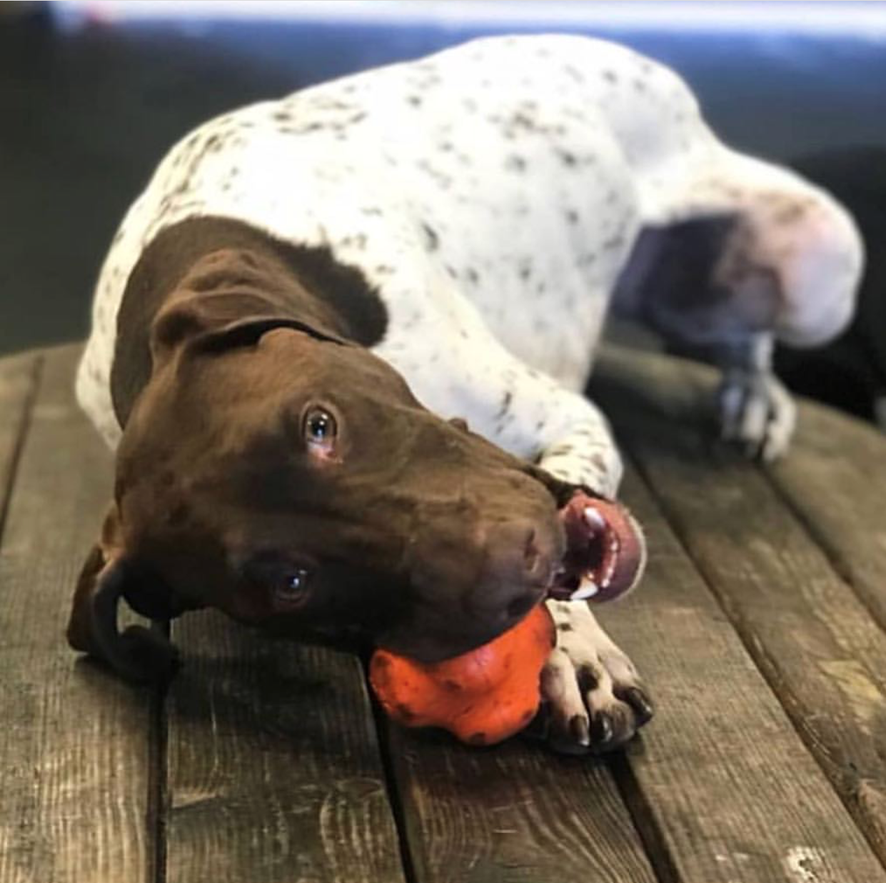 Dog chewing Crazy Bounce Ultra Durable Rubber Chew toy on wooden floor