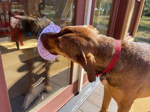 Dog using a pastel purple Lotus Design enrichment lick mat with suction cups attached to a glass door for slow feeding and anxiety relief