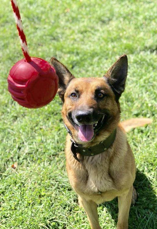 Large happy dog sitting on grass ready to catch USA-K9 Stars and Stripes durable red rubber chew ball hanging on rope