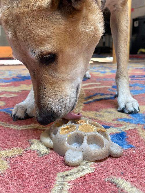 Dog licking treat-filled Turtle Nylon Chew Toy on colorful carpet for enrichment and chewing