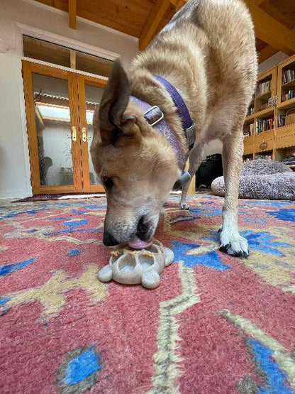 Dog chewing on a durable turtle-shaped nylon chew toy on a colorful carpet indoors