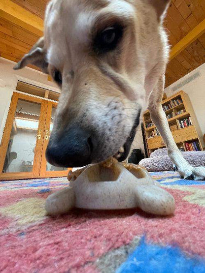 Dog chewing on a brown turtle-shaped ultra-durable nylon chew toy on a colorful rug indoors