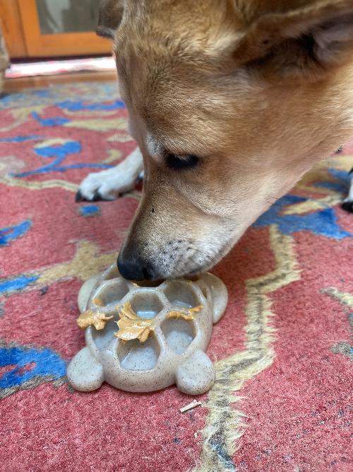 Dog chewing on Turtle Nylon Chew Toy with treat grooves on patterned carpet