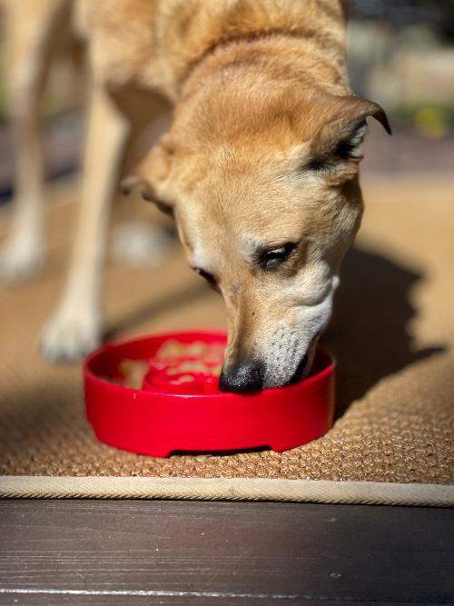 Dog eating from red Santa Christmas eBowl slow feeder dog bowl outdoors