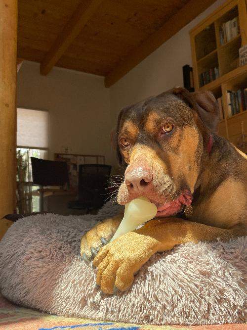 Large dog chewing on a durable PUP-X rubber bone dog toy on a soft bed in a cozy indoor setting