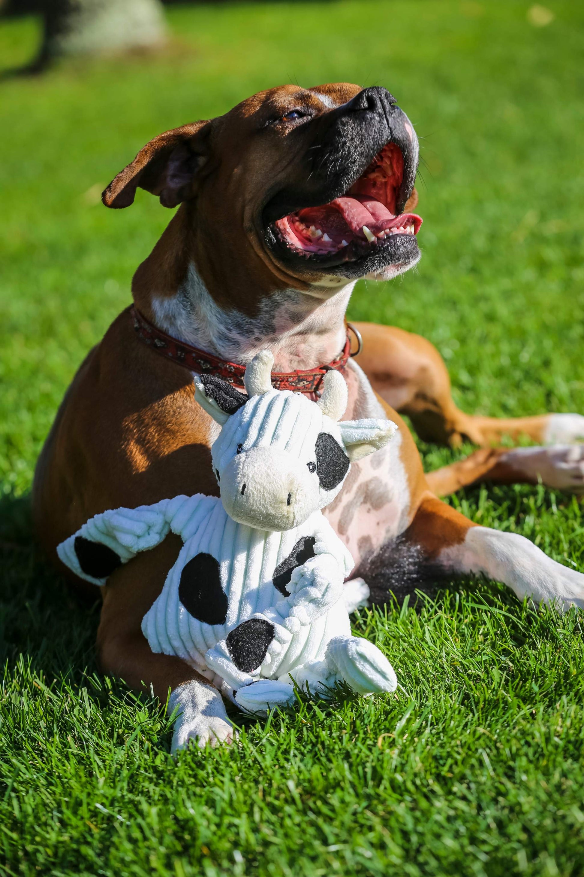Dottie Cow Knottie® Plush Dog Toy with durable Tuffut Technology and squeakers