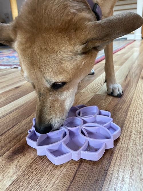 Dog using purple Mandala Softie eTray slow feeder lick mat with suction cups on wooden floor