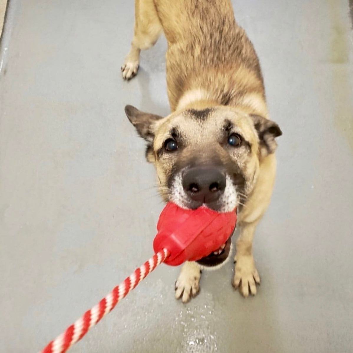 USA-K9 Grenade Durable Rubber Chew Toy, Treat Dispenser & Tug Function