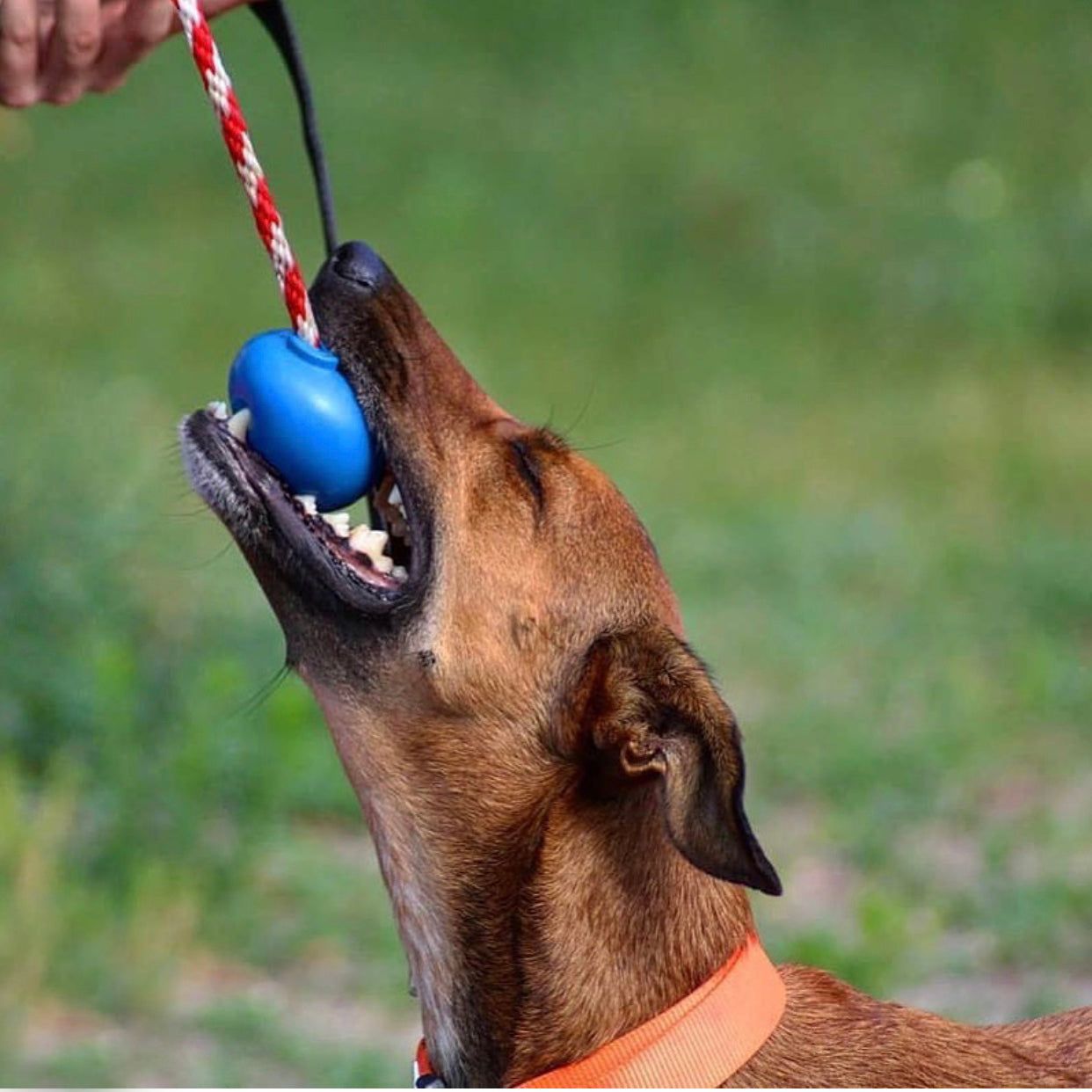 USA-K9 Cherry Bomb durable rubber chew toy for dogs, multipurpose treat dispenser and tug toy