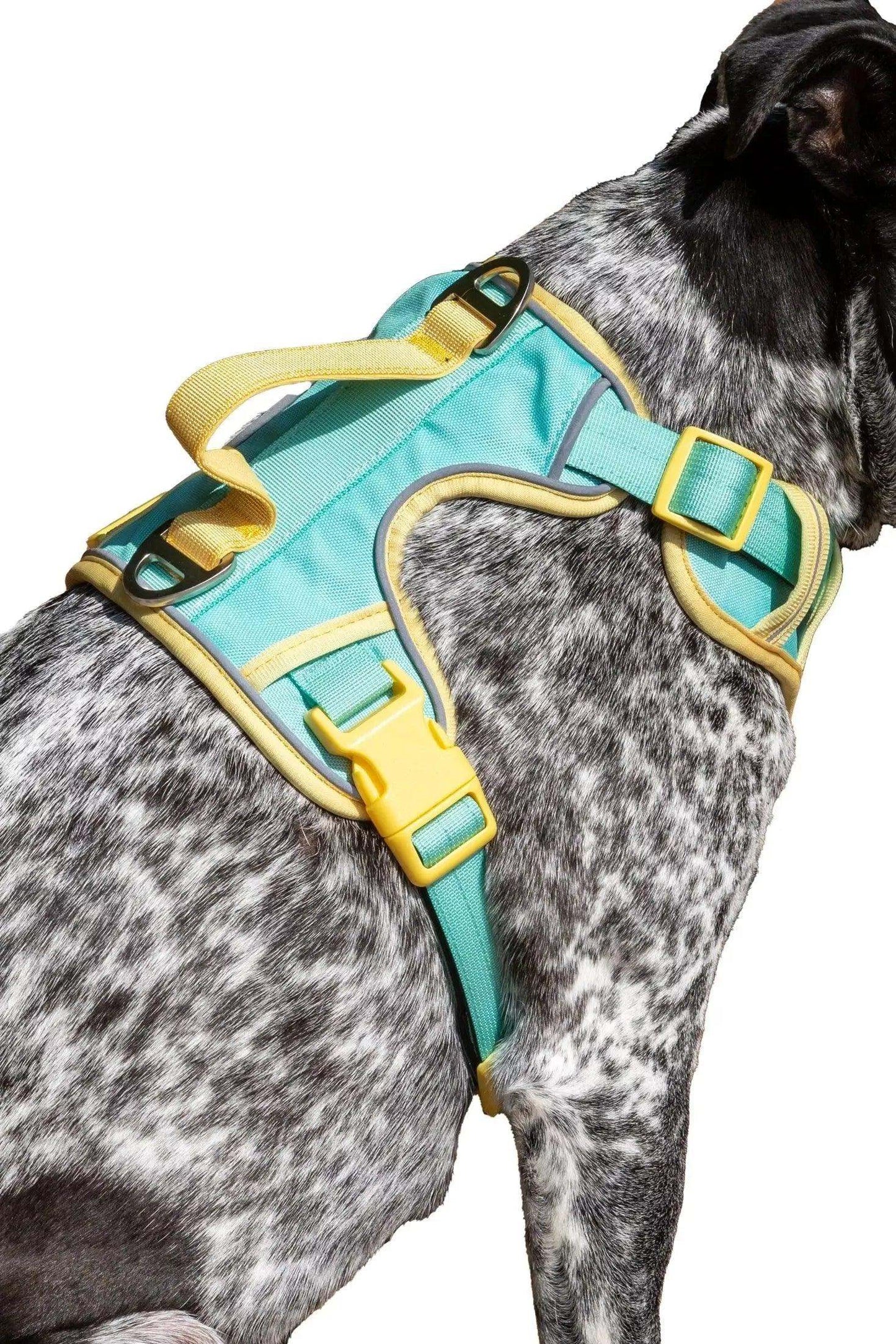 Island Vibes Ultimate Dog Harness in aqua and yellow on a black and white spotted dog with padded straps and metal clips